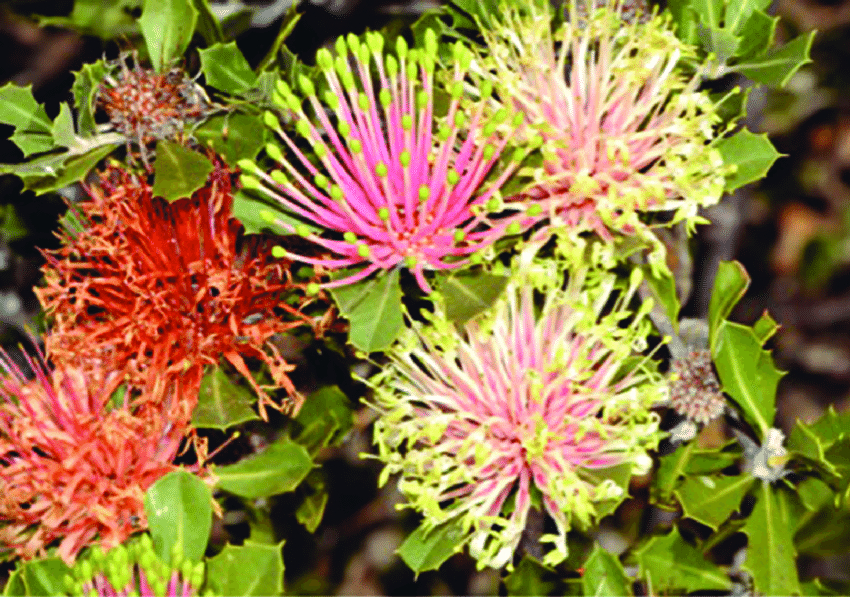    Banksia cuneata   is a rare and threatened kwongan species. It occurs in only 13 small populations over a range of 110 km in a highly-fragmented landscape. Photo: Jean Hort. 