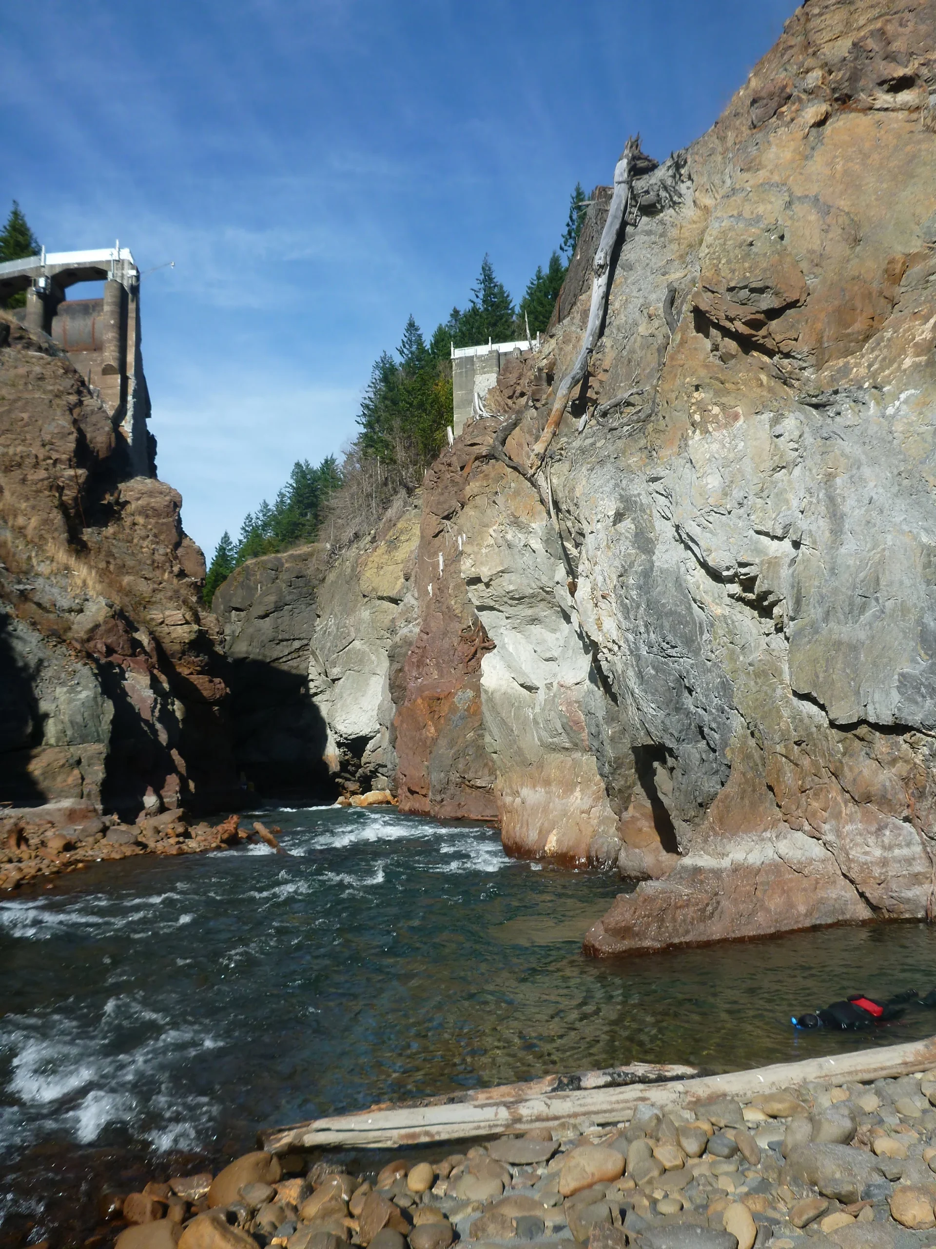  Three Chinook Spotted Above Glines Canyon; First Salmon Return to the Upper Elwha in 102 Years after the illegal dam was removed. 