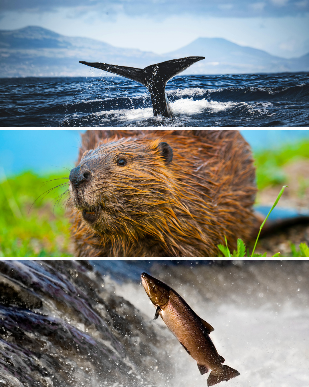   Orca—Beaver—Salmon.   Cascadia Culture Week 2026  
